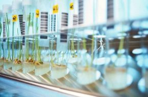GMO Screening