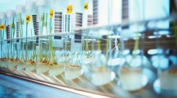 GMO Screening